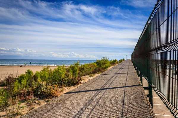 Passera di mare — Foto Stock