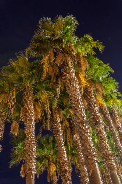 Palmeras en la noche — Foto de Stock