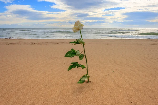 S růží sama na pláži — Stock fotografie