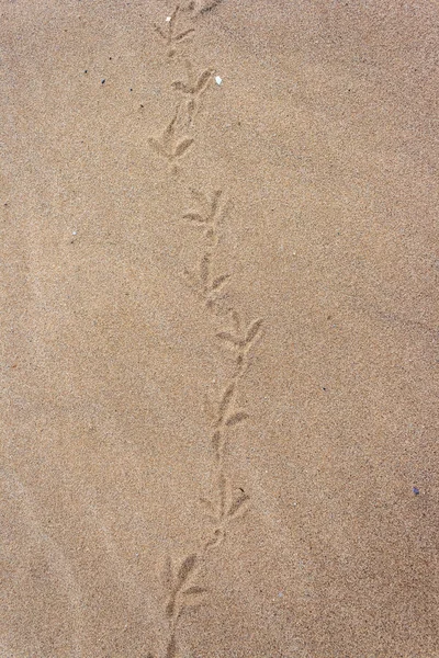 Bird footprints — Stock Photo, Image