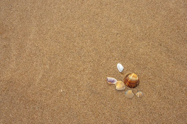 Coquilles sur la plage — Photo