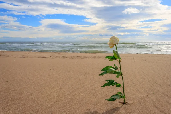 Z różą sam na plaży — Zdjęcie stockowe