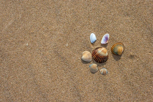 Schelpen op het strand — Stockfoto