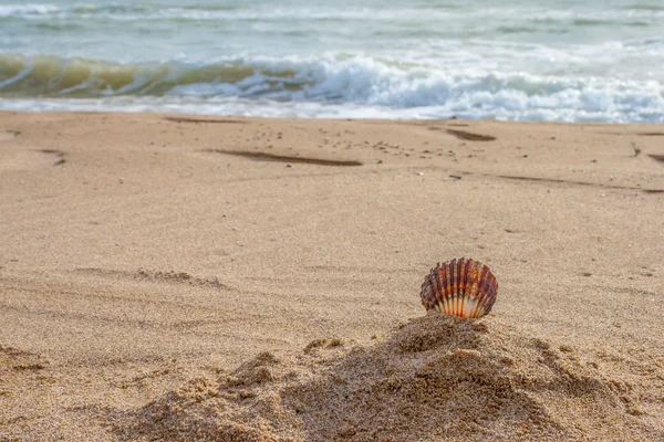 Shells on the beach — Stock Photo, Image