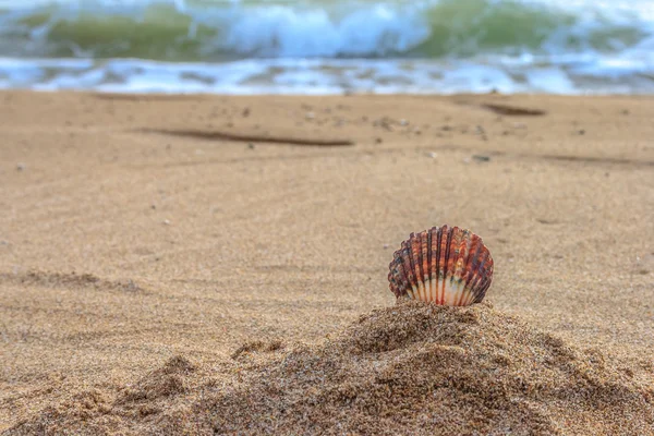 Coquilles sur la plage — Photo