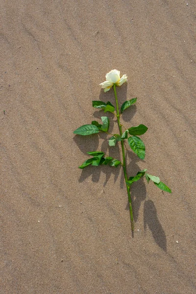 Met roos alleen op het strand — Stockfoto