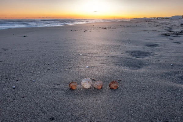 Verkoopt op de zonsondergang strand — Stockfoto