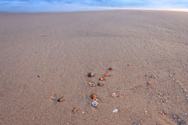 Coquilles sur la plage — Photo