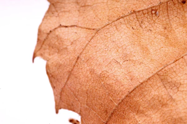 Dry Leaf — Stock Photo, Image