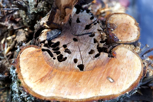 Árbol muerto — Foto de Stock