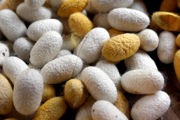 Silk Cocoons — Stock Photo, Image