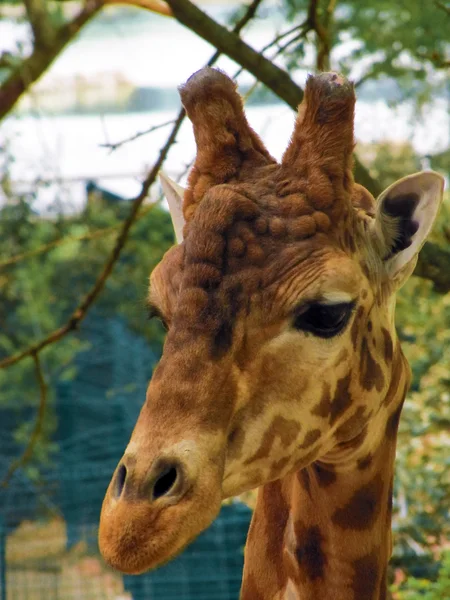 Giraffe schau dich an — Stockfoto