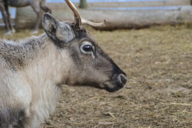 Noel Baba'nın Ren geyiği