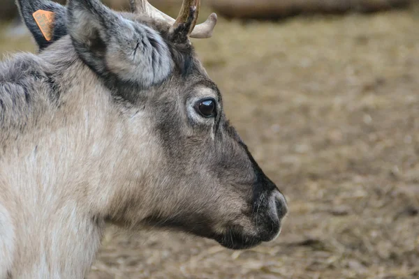 Santa's reindeer — Stock Photo, Image