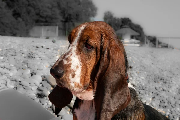 Cría de perros Basset hound en la playa — Foto de Stock