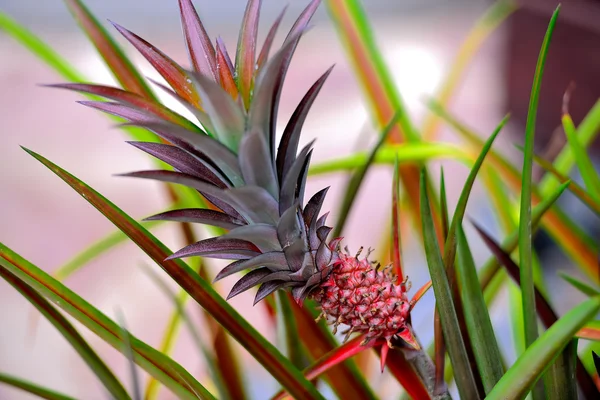 Ananas wächst auf der Plantage Stockbild