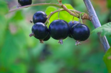 Black currant berries on a branch clipart