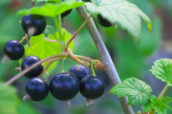 Schwarze Johannisbeeren auf einem Zweig Stockbild