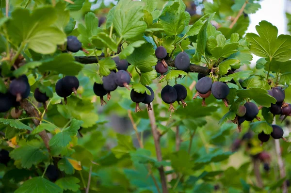 Beeren schwarze Stachelbeere auf dem Zweig lizenzfreie Stockbilder