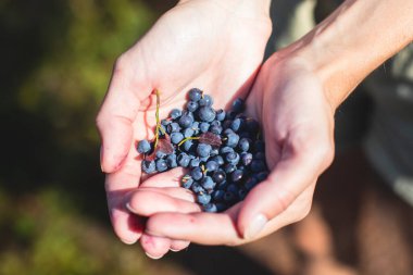 Kuzey İsveç, Lapland, Norrbotten ormanlarında böğürtlen toplama işlemi, Norveç sınırına yakın bir yerde kız yaban mersini, yaban mersini, yabanmersini, ormandaki yaban mersini,