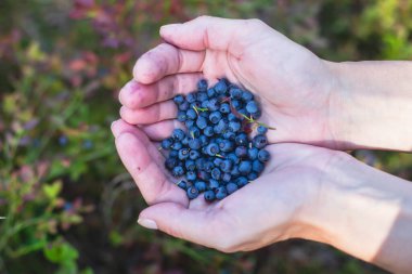 Kuzey İsveç, Lapland, Norrbotten ormanlarında böğürtlen toplama işlemi, Norveç sınırına yakın bir yerde kız yaban mersini, yaban mersini, yabanmersini, ormandaki yaban mersini,