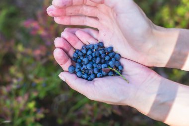 Kuzey İsveç, Lapland, Norrbotten ormanlarında böğürtlen toplama işlemi, Norveç sınırına yakın bir yerde kız yaban mersini, yaban mersini, yabanmersini, ormandaki yaban mersini,