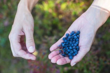 Kuzey İsveç, Lapland, Norrbotten ormanlarında böğürtlen toplama işlemi, Norveç sınırına yakın bir yerde kız yaban mersini, yaban mersini, yabanmersini, ormandaki yaban mersini,