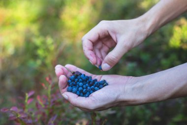 Kuzey İsveç, Lapland, Norrbotten ormanlarında böğürtlen toplama işlemi, Norveç sınırına yakın bir yerde kız yaban mersini, yaban mersini, yabanmersini, ormandaki yaban mersini,