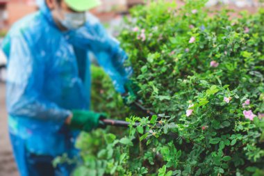 Bahçe budama makası kullanarak çalıları ve bitkileri kesmek, bahçe çitlerini düzenlemek, bahçede çalışmak, bahçe aletleri kullanmak.