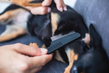 Küçük bir fırçayla küçük siyah bir köpeği fırçalama süreci, bir köpeğe bakma, yavru köpek kürkünü tarama,