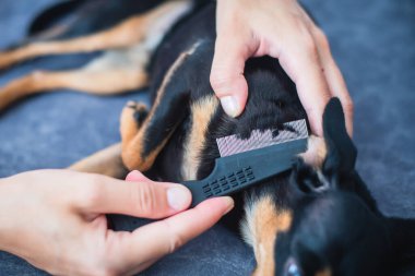 Küçük bir fırçayla küçük siyah bir köpeği fırçalama süreci, bir köpeğe bakma, yavru köpek kürkünü tarama,