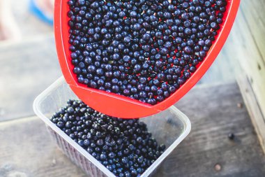 Kuzey İsveç, Lapland, Norrbotten, Norveç sınırı yakınlarındaki bir ormanda böğürtlen toplama ve toplama işlemi, kız yaban mersini, yaban mersini, yabanmersini ve diğerleri