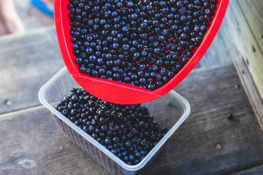 Kuzey İsveç, Lapland, Norrbotten, Norveç sınırı yakınlarındaki bir ormanda böğürtlen toplama ve toplama işlemi, kız yaban mersini, yaban mersini, yabanmersini ve diğerleri