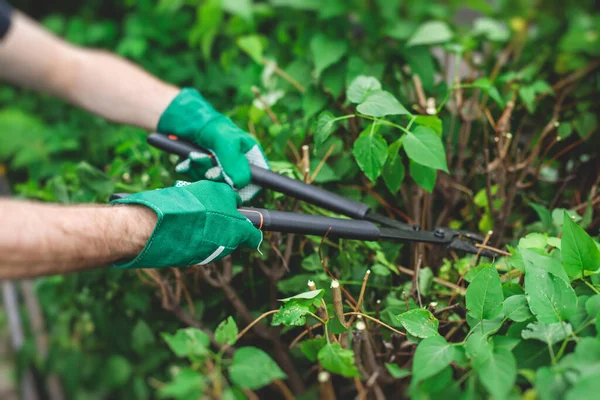 Stříhání Keřů Rostlin Nůžkami Zahradní Nůžky Proces Úpravy Zastřihování Zahradního — Stock fotografie