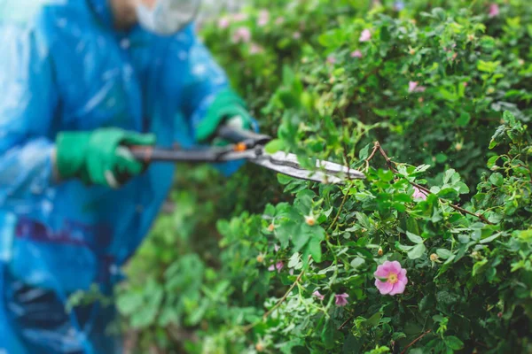 Cutting Bushes Plants Using Garden Pruners Scissors Process Landscaping Trimming — Stock Photo, Image