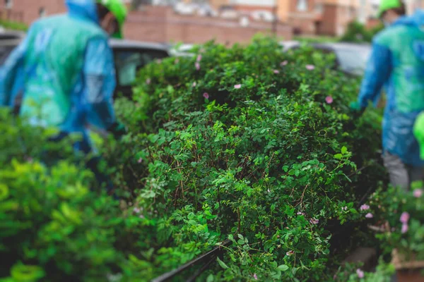 Cutting Bushes Plants Using Garden Pruners Scissors Process Landscaping Trimming — Stock Photo, Image