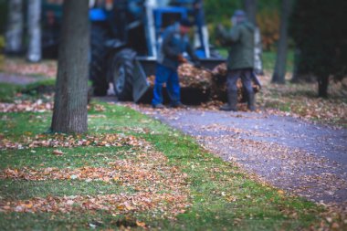 Parktaki düşen sonbahar yapraklarının toplanması, sarı yaprakların toplanması ve temizlenmesi, traktör, bahçe aletleri ve modern ekipmanlarla düzenli mevsimsel çalışmalar