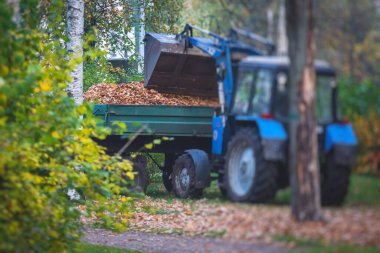 Parktaki düşen sonbahar yapraklarının toplanması, sarı yaprakların toplanması ve temizlenmesi, traktör, bahçe aletleri ve modern ekipmanlarla düzenli mevsimsel çalışmalar