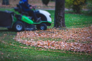 Parktaki düşen sonbahar yapraklarının toplanması, sarı yaprakların toplanması ve temizlenmesi, traktör, bahçe aletleri ve modern ekipmanlarla düzenli mevsimsel çalışmalar