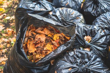 Parktaki düşen sonbahar yapraklarının toplanması, sarı yaprakların toplanması ve temizlenmesi, traktör, bahçe aletleri ve modern ekipmanlarla düzenli mevsimsel çalışmalar