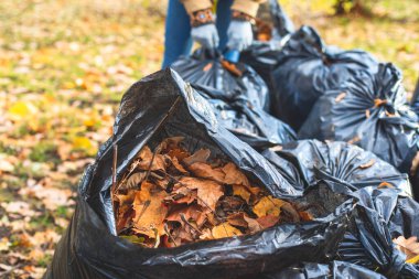 Parktaki düşen sonbahar yapraklarının toplanması, sarı yaprakların toplanması ve temizlenmesi, traktör, bahçe aletleri ve modern ekipmanlarla düzenli mevsimsel çalışmalar