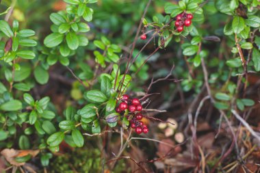 Kuzey İsveç, Lapland, Norrbotten ormanlarında yabanmersini, yaban mersini, yaban mersini, yaban mersini ve diğerlerini toplama işlemi