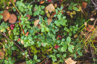 Kuzey İsveç, Lapland, Norrbotten ormanlarında yabanmersini, yaban mersini, yaban mersini, yaban mersini ve diğerlerini toplama işlemi