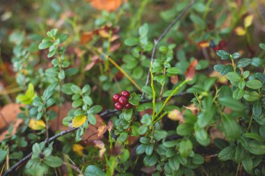 Kuzey İsveç, Lapland, Norrbotten ormanlarında yabanmersini, yaban mersini, yaban mersini, yaban mersini ve diğerlerini toplama işlemi