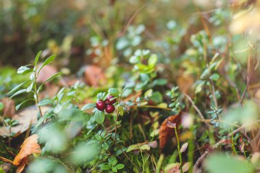 Kuzey İsveç, Lapland, Norrbotten ormanlarında yabanmersini, yaban mersini, yaban mersini, yaban mersini ve diğerlerini toplama işlemi