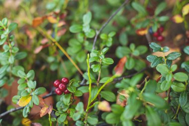 Kuzey İsveç, Lapland, Norrbotten ormanlarında yabanmersini, yaban mersini, yaban mersini, yaban mersini ve diğerlerini toplama işlemi