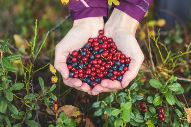 Process of collecting and picking berries in the forest of northern Sweden, Lapland, Norrbotten, near Norway border, picking cranberry, lingonberry, cloudberry, blueberry, bilberry and others clipart