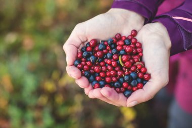 Kuzey İsveç, Lapland, Norrbotten ormanlarında yabanmersini, yaban mersini, yaban mersini, yaban mersini ve diğerlerini toplama işlemi