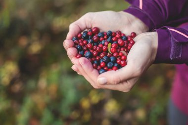 Kuzey İsveç, Lapland, Norrbotten ormanlarında yabanmersini, yaban mersini, yaban mersini, yaban mersini ve diğerlerini toplama işlemi