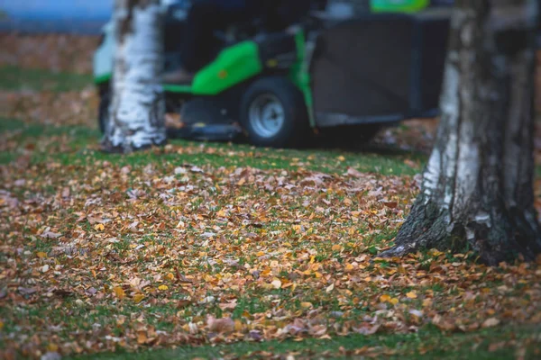 Removing Fallen Autumn Leaves Park Process Raking Cleaning Area Yellow — Stock Photo, Image